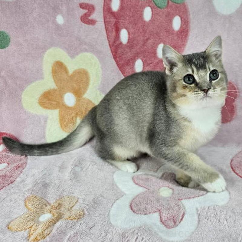 販売中の東京都のマンチカン-132758の2枚目