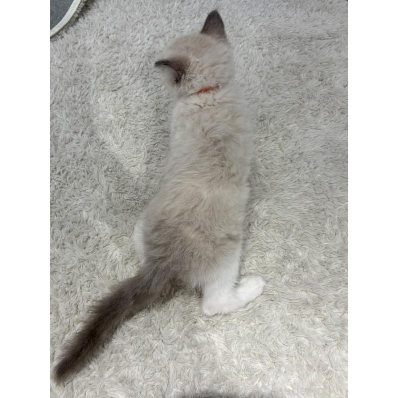 販売中の東京都のラグドール-132760の6枚目