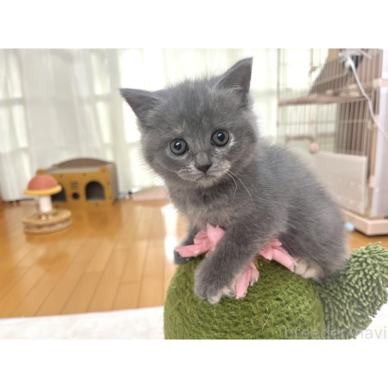 販売中の岡山県のブリティッシュショートヘア-131793の7枚目