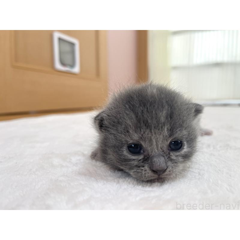 販売中の岡山県のブリティッシュショートヘア-131793の6枚目