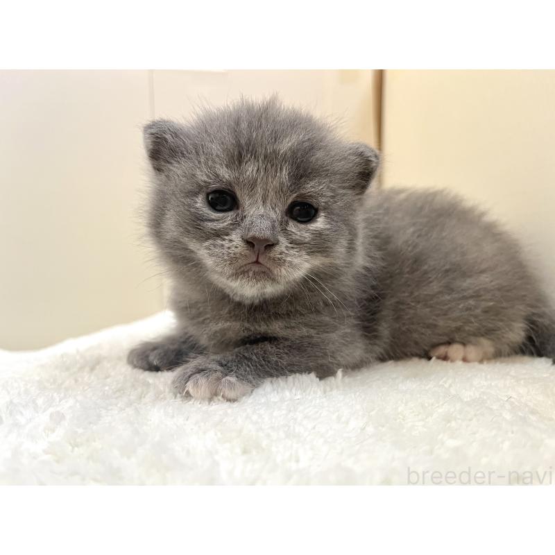 販売中の岡山県のブリティッシュショートヘア-131793の5枚目