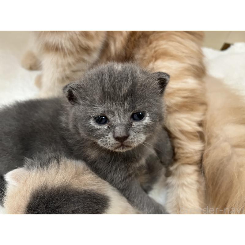 販売中の岡山県のブリティッシュショートヘア-131793の4枚目