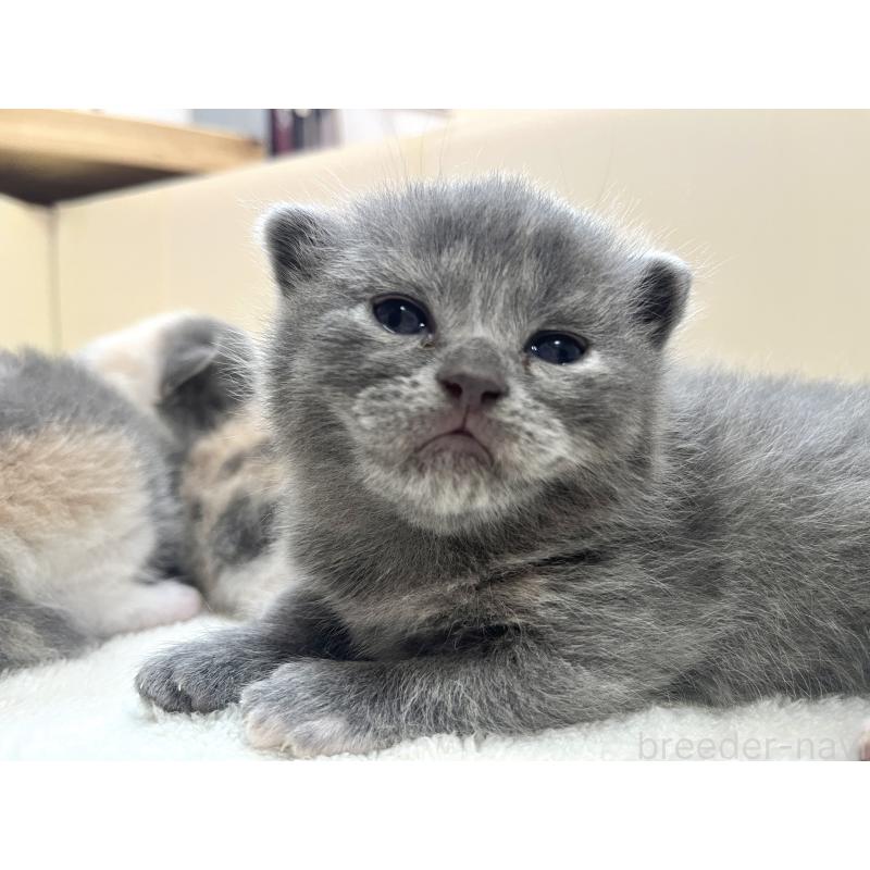 販売中の岡山県のブリティッシュショートヘア-131793の3枚目