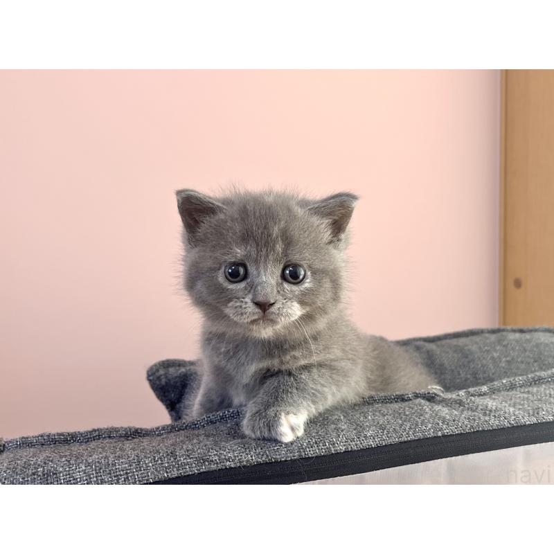 販売中の岡山県のブリティッシュショートヘア-131793の2枚目