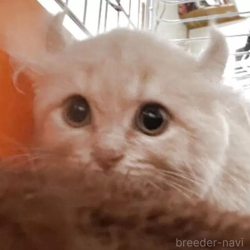 販売中の静岡県のキンカロー-132761の3枚目