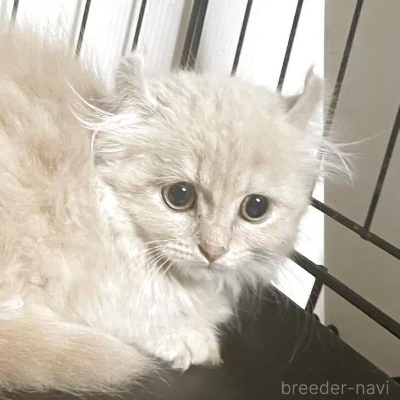 販売中の静岡県のキンカロー-132761の2枚目