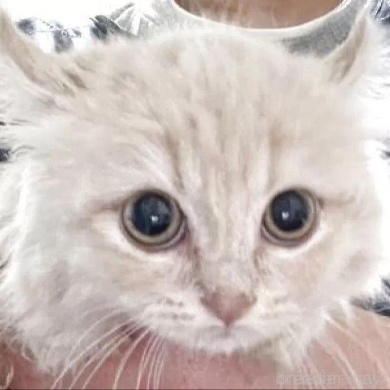 販売中の静岡県のキンカロー-132761の1枚目