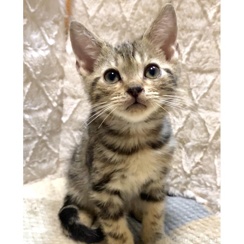 販売中の東京都のアメリカンショートヘア-130714の2枚目