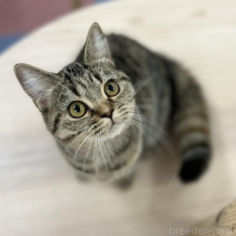 販売中の神奈川県のスコティッシュフォールド-123698