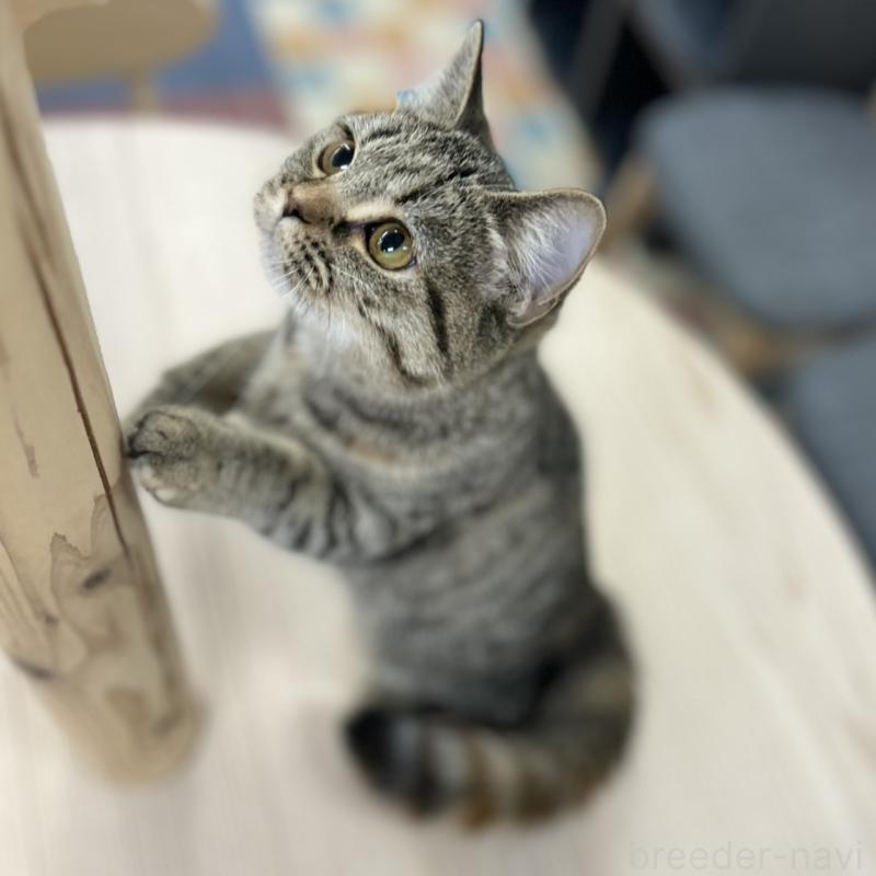 販売中の神奈川県のスコティッシュフォールド-123698の5枚目