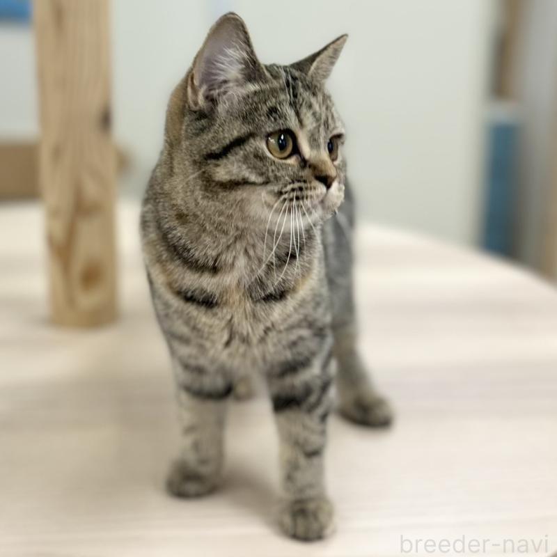 販売中の神奈川県のスコティッシュフォールド-123698の4枚目