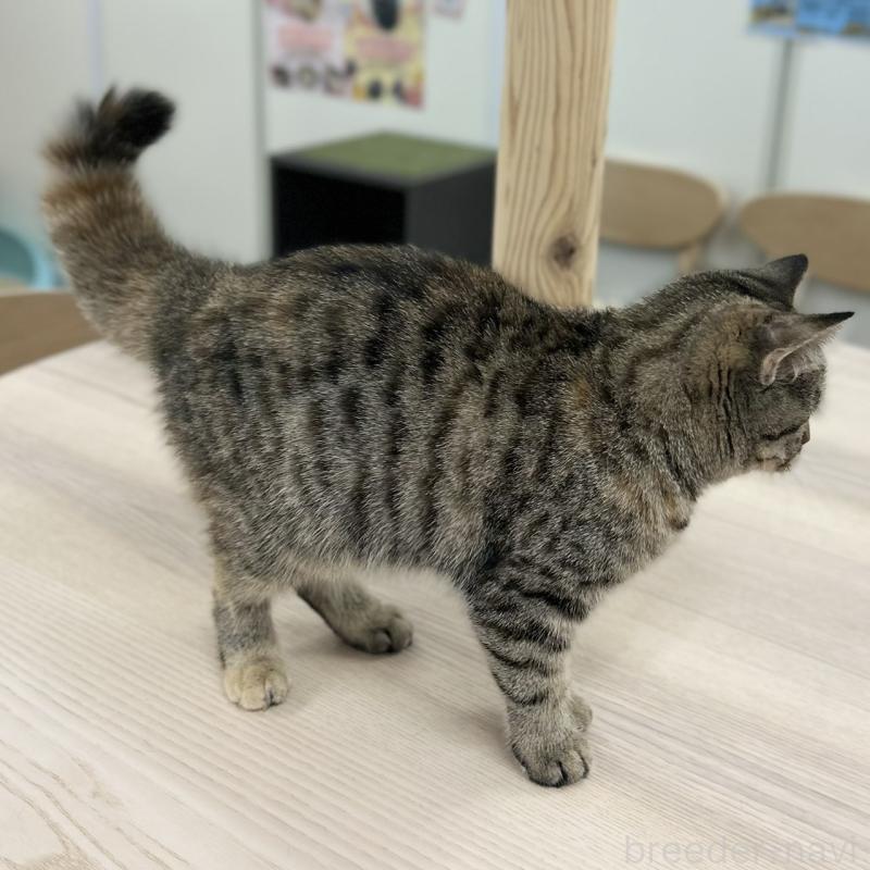 販売中の神奈川県のスコティッシュフォールド-123698の3枚目