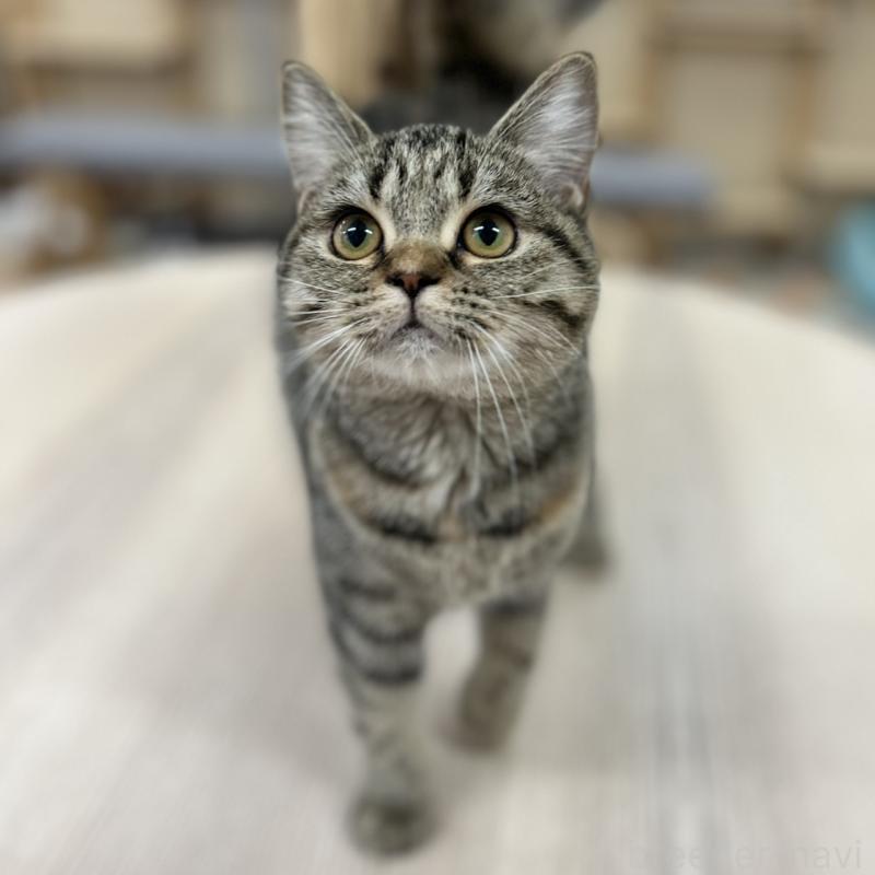 販売中の神奈川県のスコティッシュフォールド-123698の2枚目