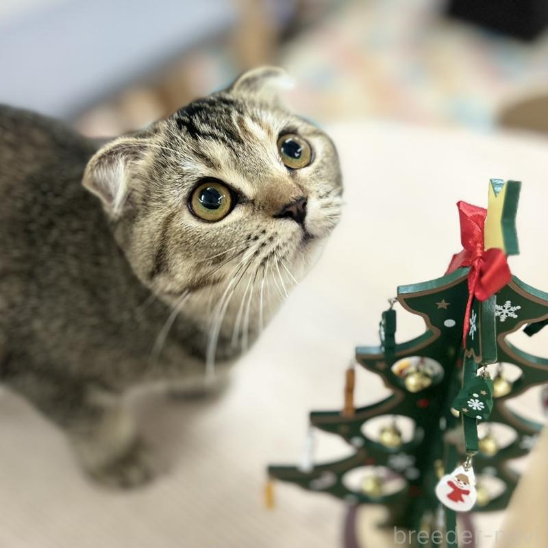 販売中の神奈川県のスコティッシュフォールド(折れ耳)-122834の1枚目