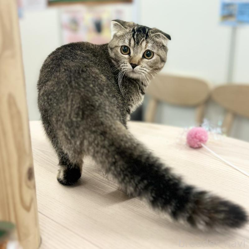 販売中の神奈川県のスコティッシュフォールド(折れ耳)-122834の5枚目