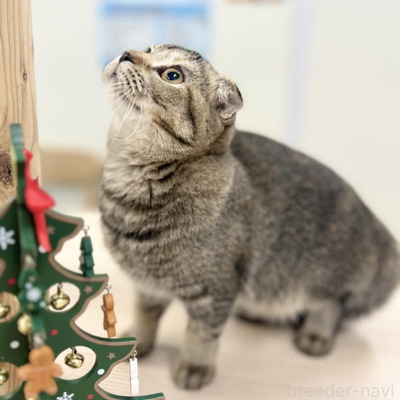 販売中の神奈川県のスコティッシュフォールド(折れ耳)-122834の4枚目