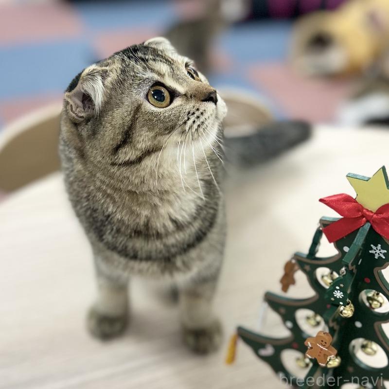 販売中の神奈川県のスコティッシュフォールド(折れ耳)-122834の3枚目