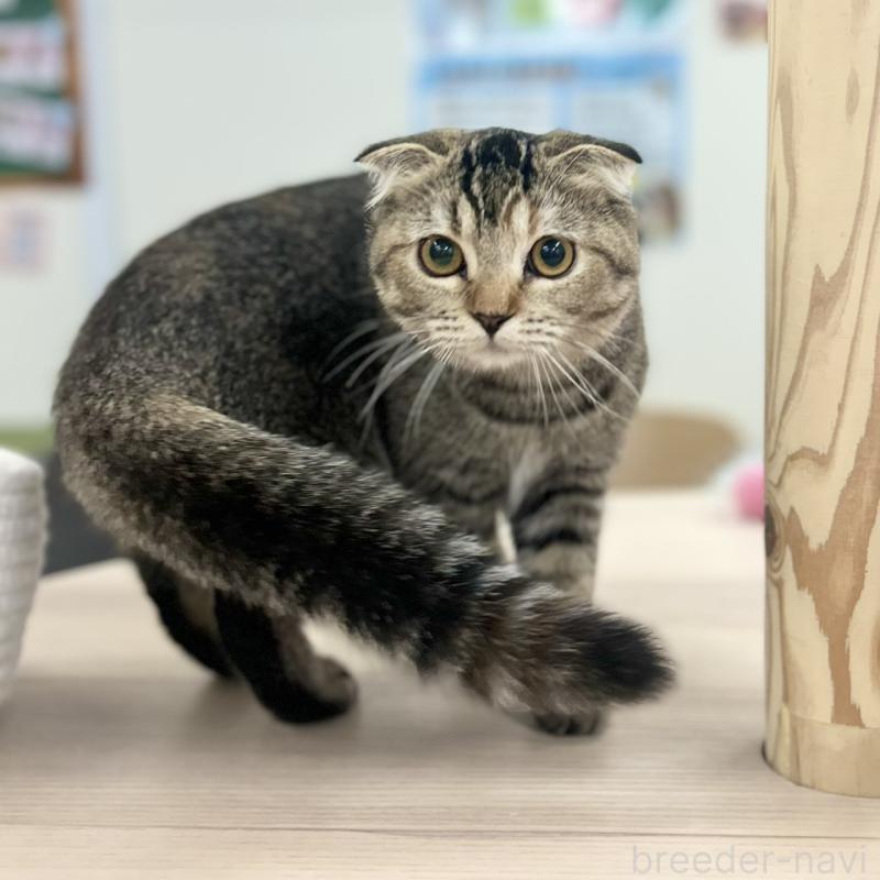 販売中の神奈川県のスコティッシュフォールド(折れ耳)-122834の2枚目