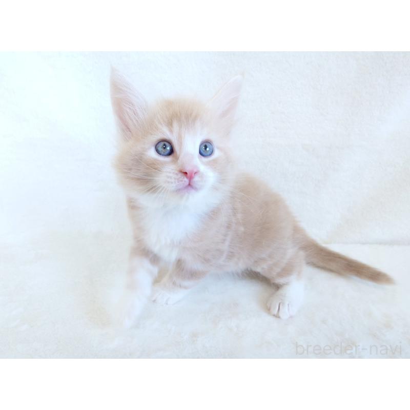 商談中の東京都のノルウェージャンフォレストキャット-130925の8枚目