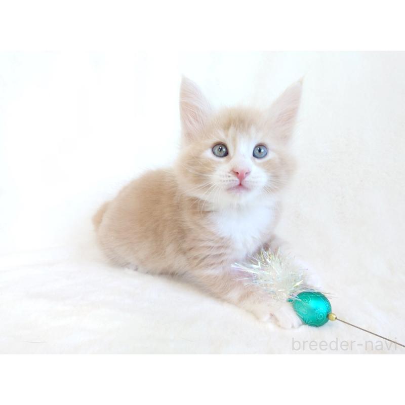 商談中の東京都のノルウェージャンフォレストキャット-130925の6枚目