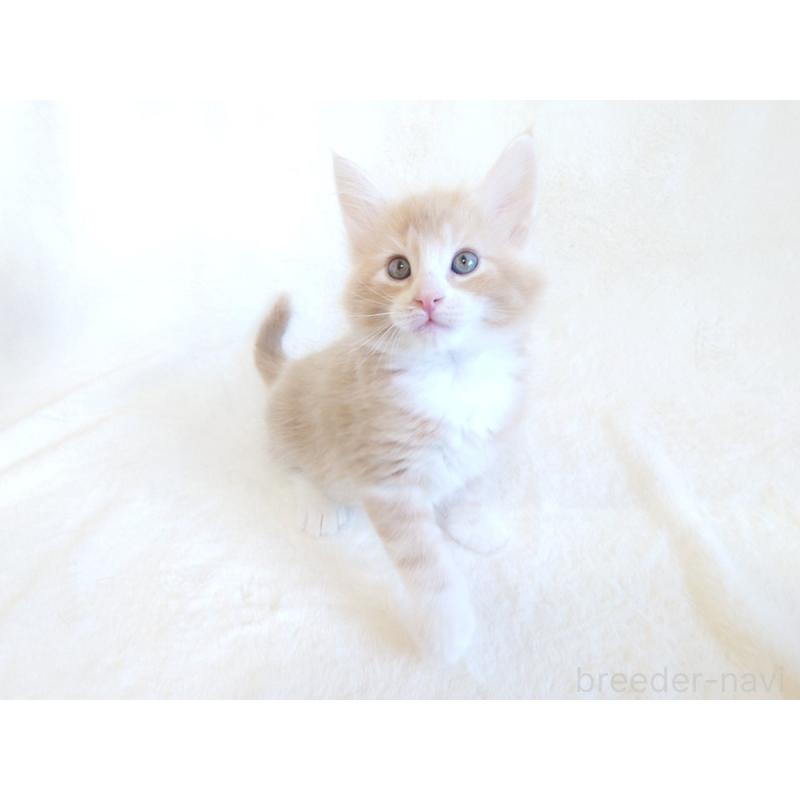 商談中の東京都のノルウェージャンフォレストキャット-130925の4枚目