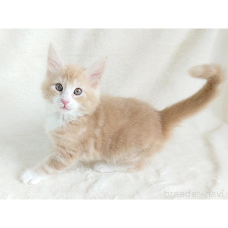 商談中の東京都のノルウェージャンフォレストキャット-130925の2枚目