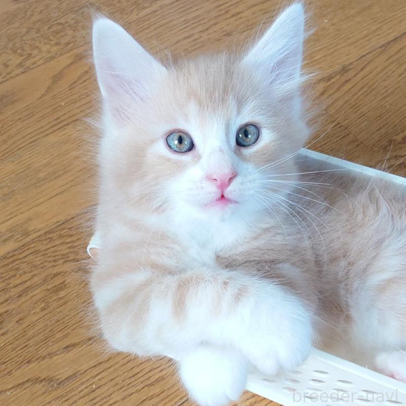 販売中の東京都のノルウェージャンフォレストキャット-130925