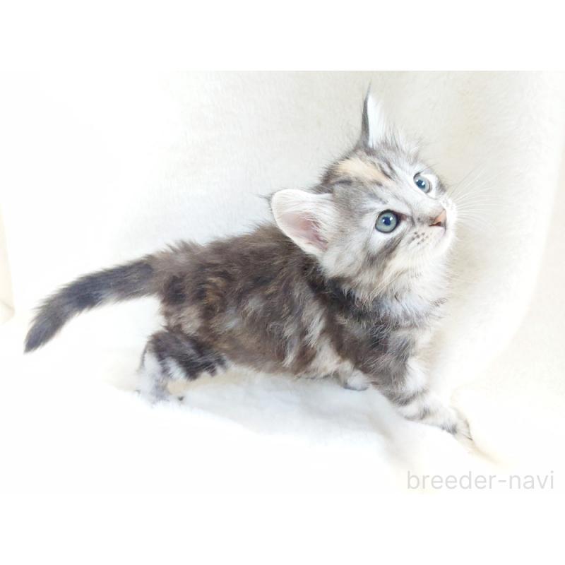 商談中の東京都のノルウェージャンフォレストキャット-130926の10枚目