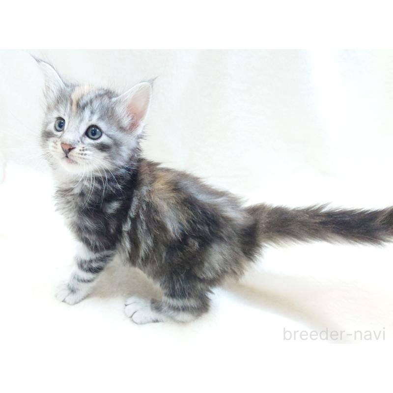 商談中の東京都のノルウェージャンフォレストキャット-130926の9枚目