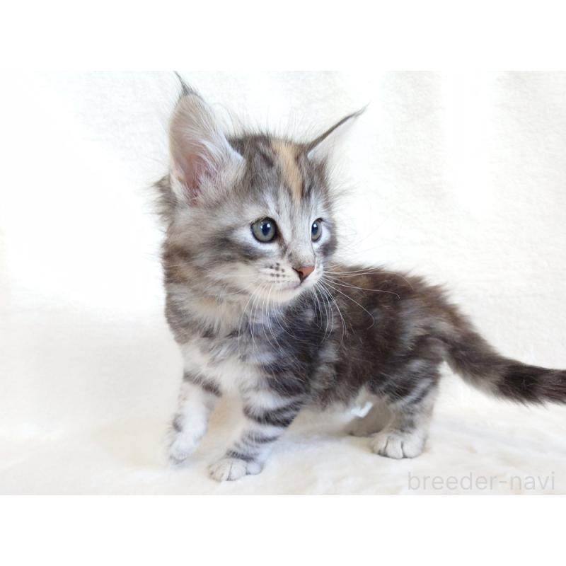 商談中の東京都のノルウェージャンフォレストキャット-130926の8枚目