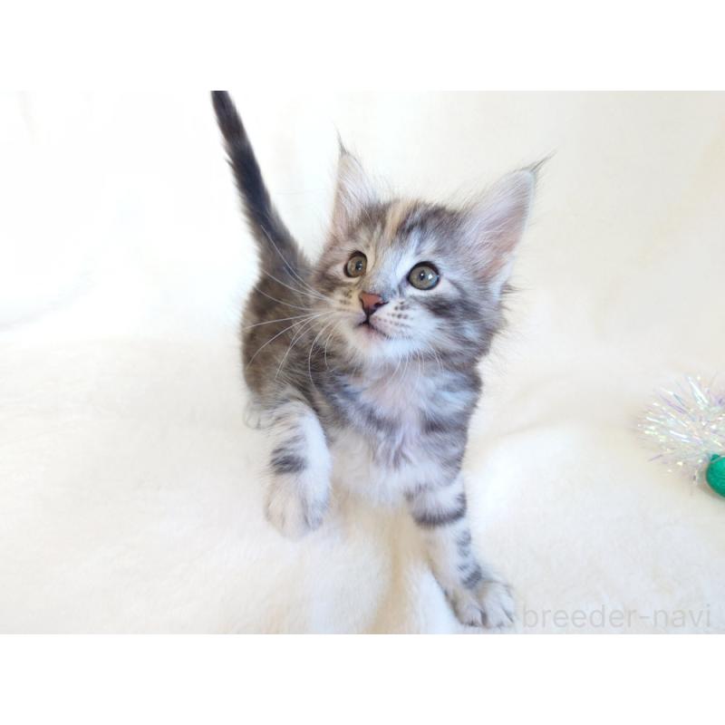 商談中の東京都のノルウェージャンフォレストキャット-130926の5枚目