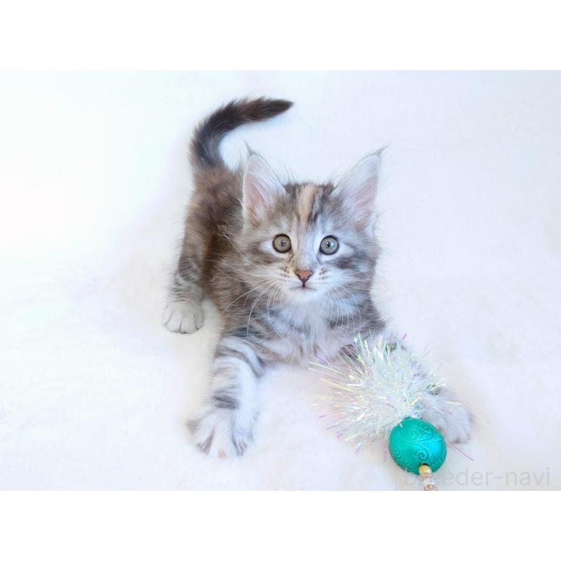 商談中の東京都のノルウェージャンフォレストキャット-130926の4枚目