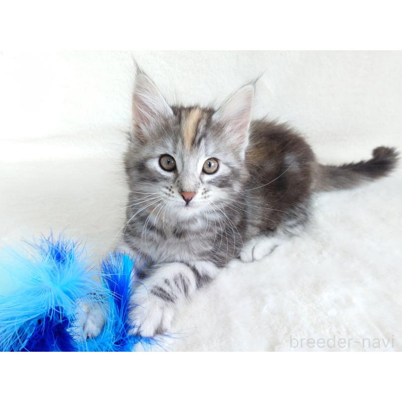 商談中の東京都のノルウェージャンフォレストキャット-130926の3枚目