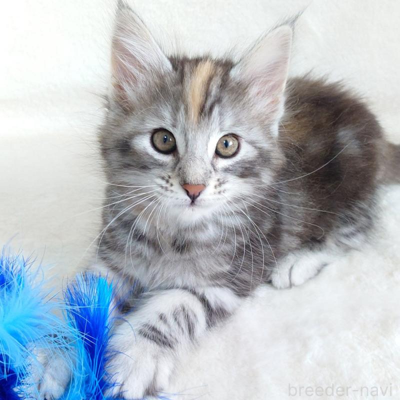 販売中の東京都のノルウェージャンフォレストキャット-130926