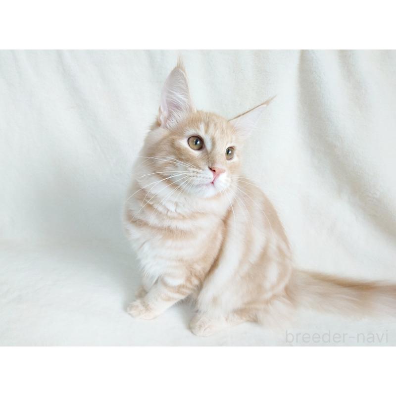 商談中の東京都のノルウェージャンフォレストキャット-121227の8枚目