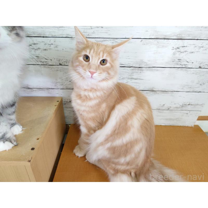 商談中の東京都のノルウェージャンフォレストキャット-121227の6枚目