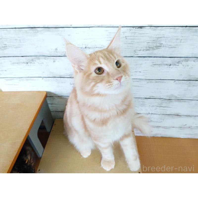 商談中の東京都のノルウェージャンフォレストキャット-121227の4枚目