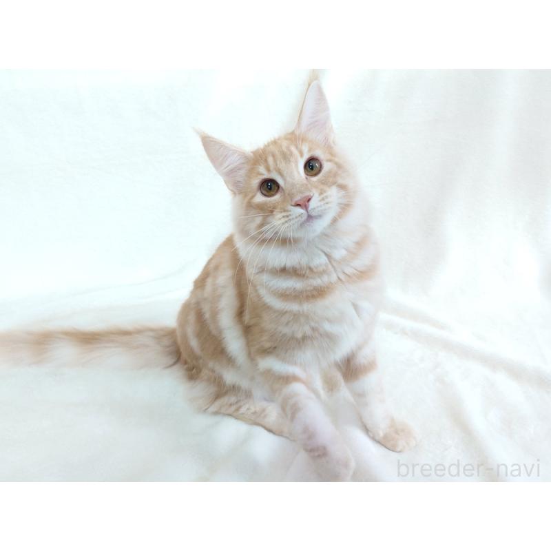 商談中の東京都のノルウェージャンフォレストキャット-121227の3枚目