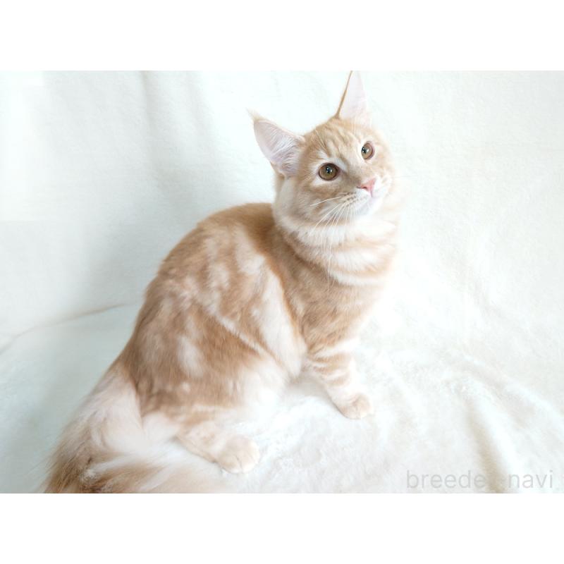 商談中の東京都のノルウェージャンフォレストキャット-121227の2枚目