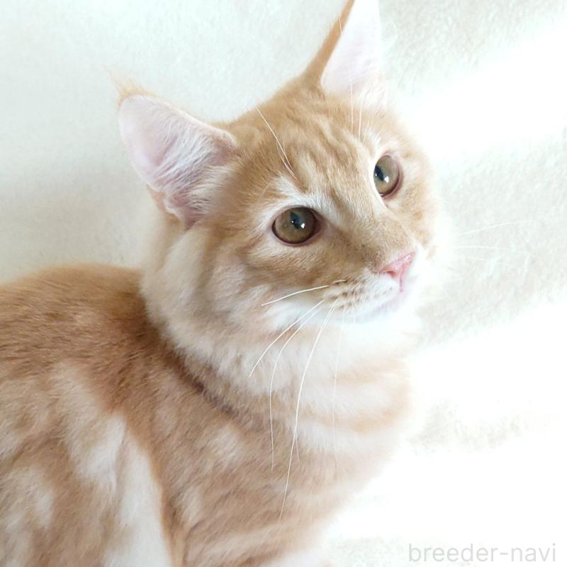 商談中の東京都のノルウェージャンフォレストキャット-121227の1枚目