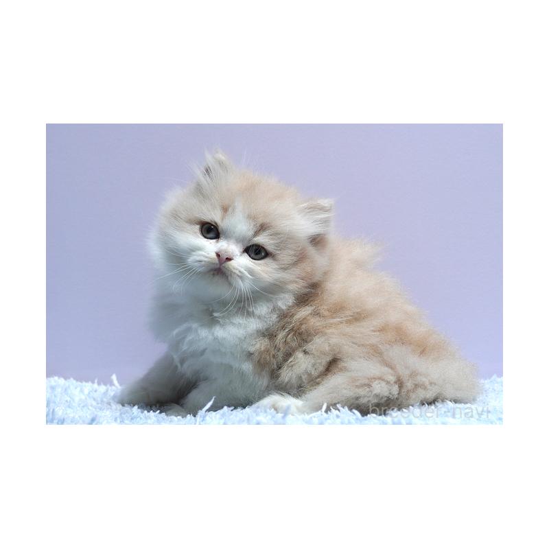 成約済の群馬県のミヌエット-130796の4枚目