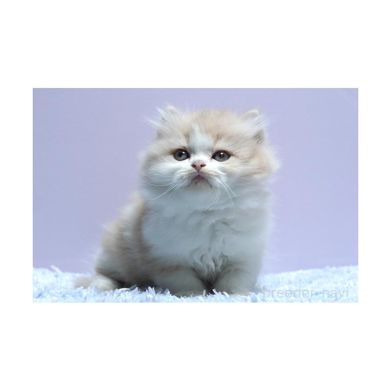 成約済の群馬県のミヌエット-130796の3枚目