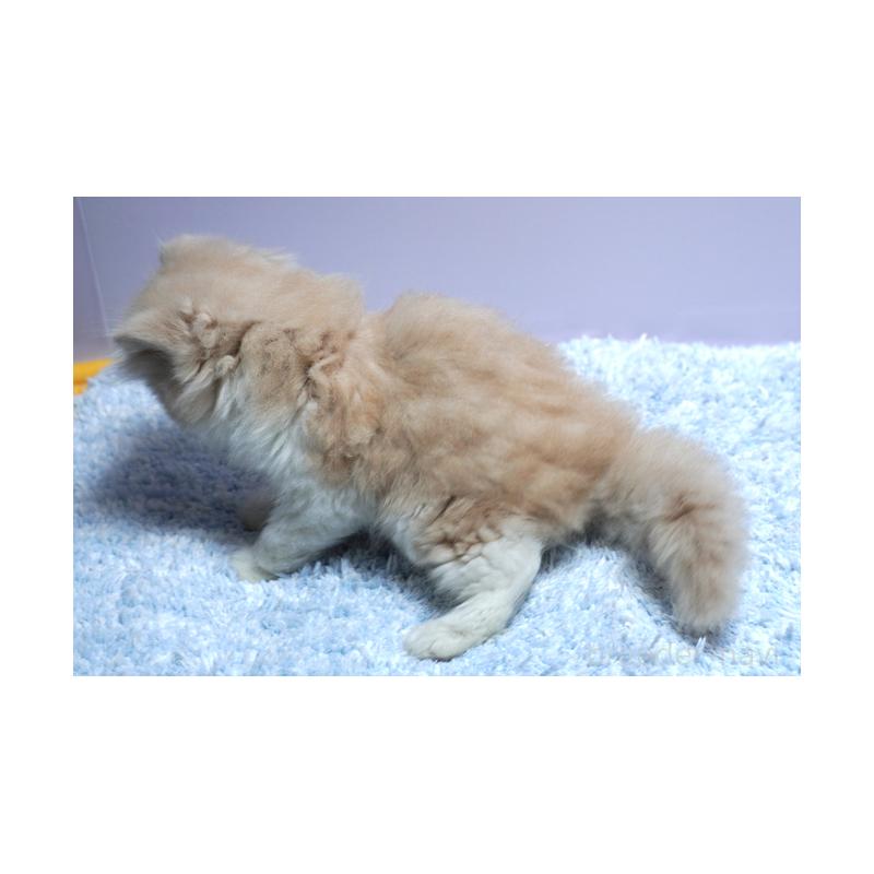 成約済の群馬県のミヌエット-130796の2枚目