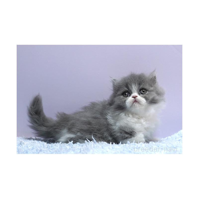 成約済の群馬県のミヌエット(短足)-130799の3枚目