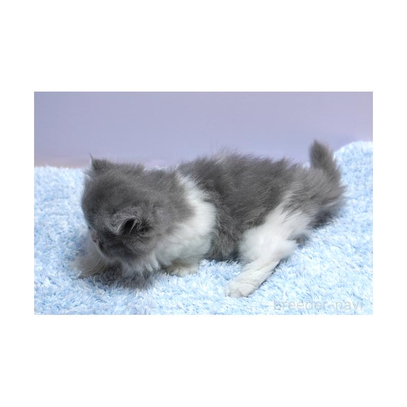 成約済の群馬県のミヌエット(短足)-130799の2枚目