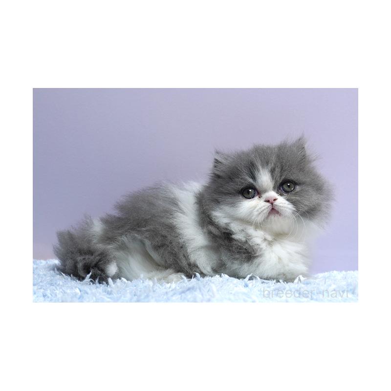 成約済の群馬県のミヌエット(短足)-130800の4枚目