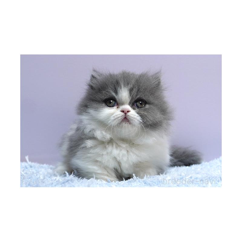 成約済の群馬県のミヌエット(短足)-130800の3枚目