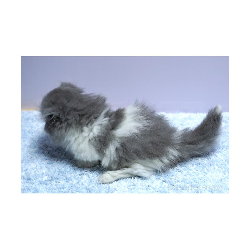 成約済の群馬県のミヌエット(短足)-130800の2枚目