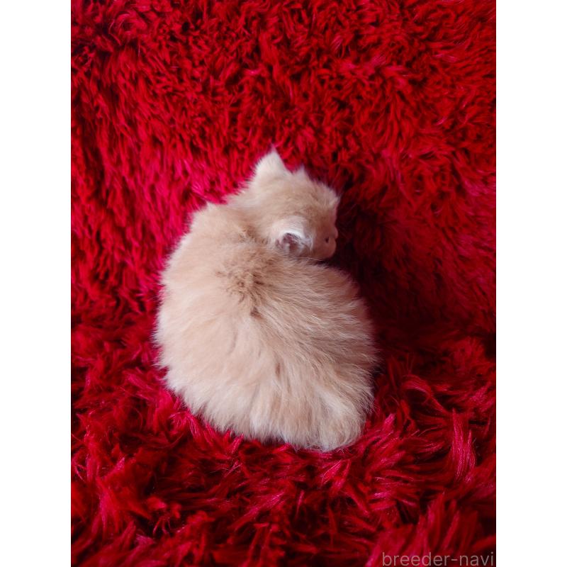 販売中の栃木県のサイベリアン-132682の16枚目