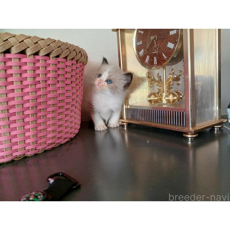 販売中の東京都のラグドール-132765の10枚目